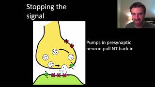 Neurons part 3 of 3 activity at a synapse [upl. by Laemaj]