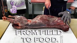 From Field To Food Roe Deer Butchery [upl. by Gnod585]