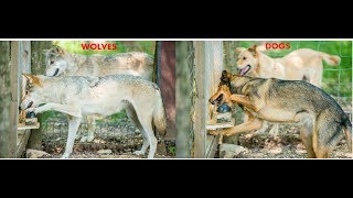 Resistance to unfairness Inequity aversion in Dogs and Wolves [upl. by Alial710]