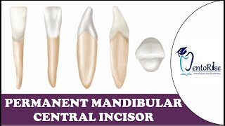 Permanent Mandibular Central Incisor  Tooth Morphology  Dental Anatomy [upl. by Etienne]