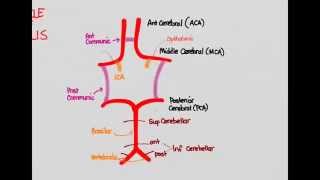 Ischemic Stroke 02 Anatomy [upl. by Niveg]