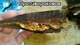 ТРУТОВИК ПЛОСКИЙGanoderma applanatumОписаниеполезные свойства [upl. by Tobit20]