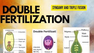 Chapter 1 Biology Reproduction in flowering plants ☘️ PART5  DOUBLE FERTILISATION CLASS 12 [upl. by Herahab]