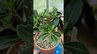 Adenium multiflorum 🌱 fromseed garden gardening greenhouse plants nature caudex succulents [upl. by Lokin]