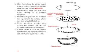 Overview of Drosophila Development Biology CSIRNET [upl. by Ardnaskela470]