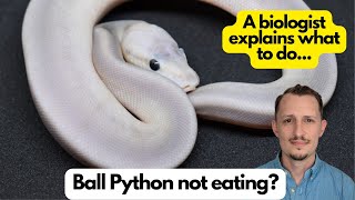 Ball Python not eating 12 Top tips to fix the problem [upl. by Balliett906]