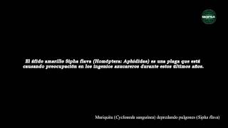 Adultos de Cycloneda sanguínea Mariquitas devorando a Sipha flava pulgones [upl. by Aina992]