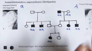 Stammbaumanalyse [upl. by Enelhtak]