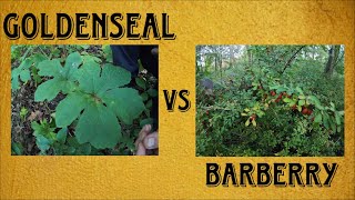 Goldenseal vs Barberry  Why Barberry Is The Best Choice [upl. by Amadeus]