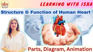 V8 Human circulatory system Human Heart Structure and Function Life Processes [upl. by Larentia]