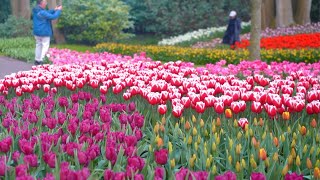 Spring in Europes Largest Tulip Garden  Keukenhof 2023  4K [upl. by Rajewski268]