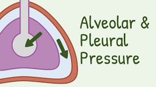 Alveolar Pressure and Pleural Pressure [upl. by Zara]