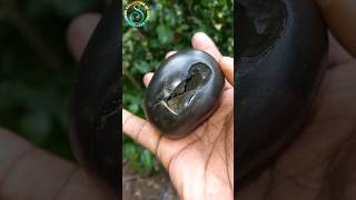 Shaligram sri damodar krishna shaligram shila 💐💐 shorts short shortsfeed [upl. by Yvette469]