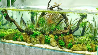 Beautiful Aquascape  Aquascaper 1200 Planted Aquarium at Scaped Nature [upl. by Kred]