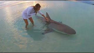 🇦🇺 🦈Capturerelâche dun requin bouledogue de 3 m à Fraser Island  AustralieQueensland [upl. by Dominga]