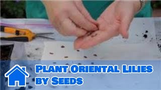 Lilies amp More  How to Plant Oriental Lilies by Seeds [upl. by Sawyere]