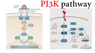 Pi3k Pathway [upl. by Annairdna684]