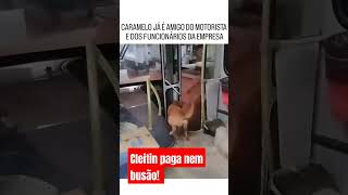 Cleitin Fubá paga nem busão mais [upl. by Sugirdor]