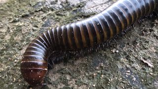 Millipede playing with sound water so relaxing [upl. by Gilroy]