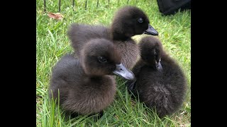 One Week Old Cayuga Ducklings [upl. by Odravde]