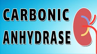 Carbonic Anhydrase and Bicarbonate Reabsorption [upl. by Ranie177]