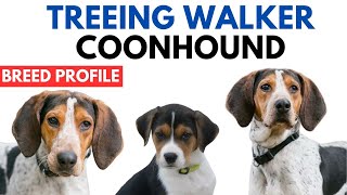 Treeing Walker Coonhound Breed Profile History  Price  Traits  TWC Dog Grooming Needs  Lifespan [upl. by Cung]