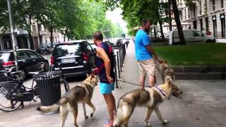 expo canina italia perro lobo checoslovaco [upl. by Morette239]