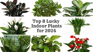 Top 8 Lucky Indoor Plants 2024  Feng Shui Plants for Positive Energy  Lucky Houseplants [upl. by Jeritah]