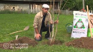 Comment planter un arbre en racine nue [upl. by Cai6]