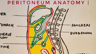 Peritoneum anatomy  med tutorials [upl. by Ahtivak]