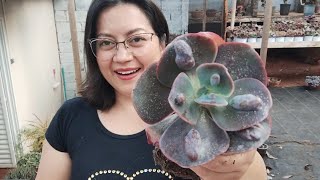 Preciosidades CHEGANDO na minha coleção de SUCULENTAS SUCCULENTS [upl. by Papotto]