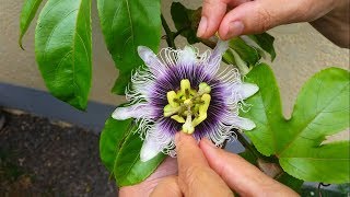 Comment polliniser les Fruits de la Passion  How to polinate passion fruit flower  4K UHD [upl. by Devad]