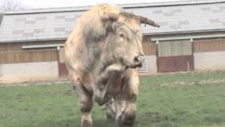 Charolais Padirac Victorieux Tyran 夏洛来牛 Шароле シャロレー [upl. by Aihsrop961]