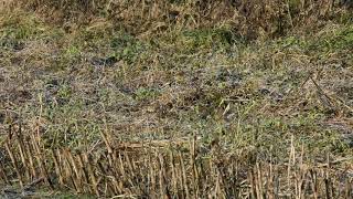 Linnet Flock Feeding on farmland Pollen amp nectar mix [upl. by Enortna346]