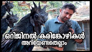 കരിങ്കോഴിയെകുറിച്ച് അറിയേണ്ടതെല്ലാം  karinkozhi farm in kerala [upl. by Mame203]