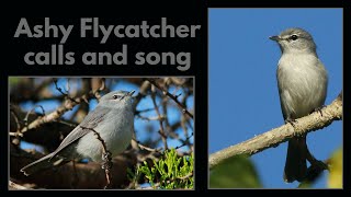 ASHY FLYCATCHER calls and song [upl. by Rendrag]