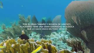 BDMY Expedición al Parque Nacional Arrecife Alacranes Mayo 2016 [upl. by Tita]