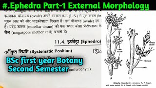 Ephedra Part1  Ephedra External Morphology  BSc first year Botany Second Semester [upl. by Winona]