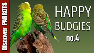 Happy Budgies 4  Budgerigar Sounds to Play for Your Parakeets  Discover PARROTS [upl. by Yllus]