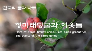 한국의 풀과 나무  청미래덩굴과 이웃들 Flora of KoreaSmilax china  greenbrier and plants of the same genus [upl. by Allayne367]