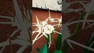 Flores Silvestres Hymenocallis [upl. by Arden]