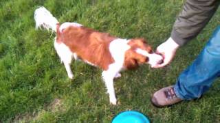 Kooikerhondje Kooiker Dog Catching Frisbee Fetching and Swimming [upl. by Yssor]