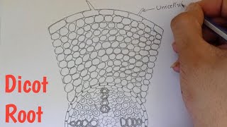 How to draw transverse section of Dicot root  Labelled diagram of Dicot root [upl. by Meekar739]