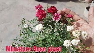 Miniature Rose plant How to grow 2 Rose colour in a single pot [upl. by Gaskins]