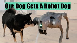 Our Dog Gets A Robot Dog [upl. by Ainex]