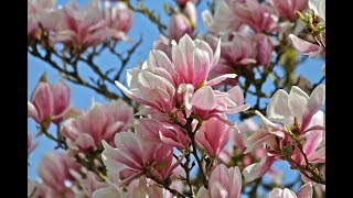 Weerbericht maandagmiddag Zomerse temperaturen [upl. by Aleron]