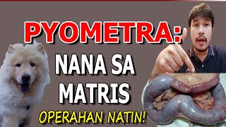 Pyometra  Nana Sa Matris  Operahan Natin  MasterVet [upl. by Sirama]