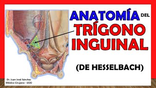 🥇 Anatomía del TRÍGONO INGUINAL De Hesselbach ¡Fácil y Sencilla [upl. by Dickson]