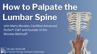 How to Palpate the Lumbar Spine [upl. by Ocicnarf971]