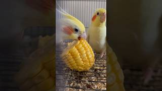 Lutino male cockatiel singing in background birds tamed lovebirds handtame handfeed parrot [upl. by Vigen]